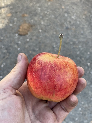 [FRUITIERS] Pommier 'Winston' - scion