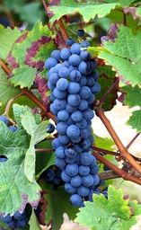 [VA40053] Vigne ancienne 'Baco' - conteneur - jeune plant de 1 / 2 ans
