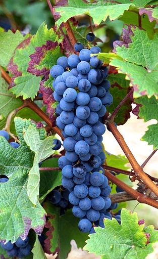 [GRIMPANTE] Vigne de variété ancienne 'Baco' - conteneur - jeune plant de 1 / 2 ans