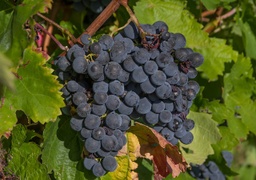 [VA40063] Vigne de table 'Isabelle framboise' - conteneur - jeune plant de 1/2 ans