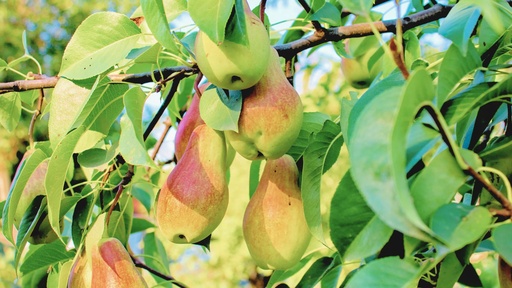 [FRUITIERS] Poirier 'Précoce de Morettini’ - scion