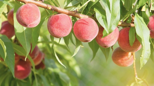 [FRUITIERS] Pêcher 'Belle Angevine' - scion