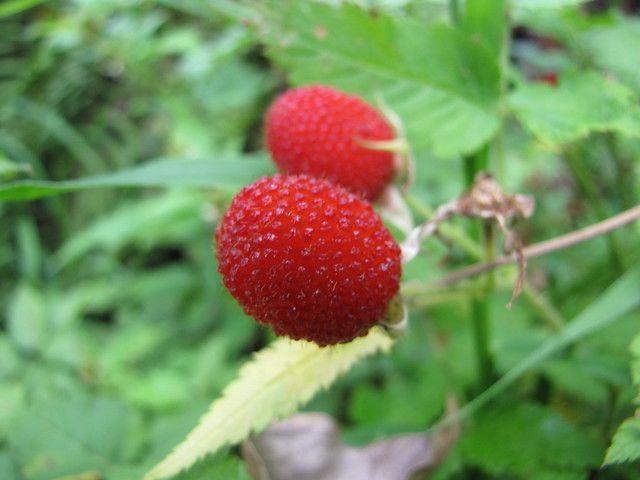 Framboisier fraise Japonais - godet - jeune plant 1 an