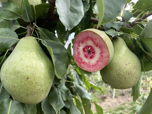 [FRUITIER] Poirier 'Mavrodin rouge' - scion