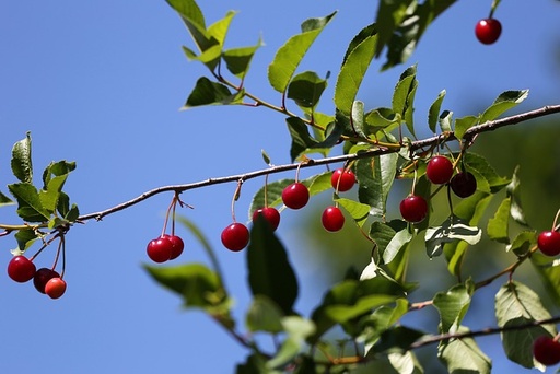 [FRUITIER] Griottier de la Toussaint - scion