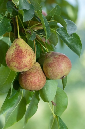 [FRUITIER] Poirier 'Winter Blutbirne - scion