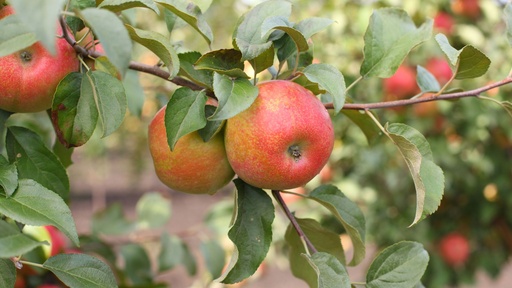 [FRUITIER] Pommier ‘Baguette d’hiver’ - scion