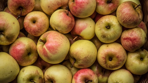 [FRUITIER] Pommier ‘ Reinette de France ’  - scion