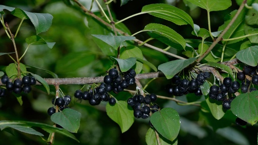 [ARBUSTE] Bourdaine - jeune plant 2 ans