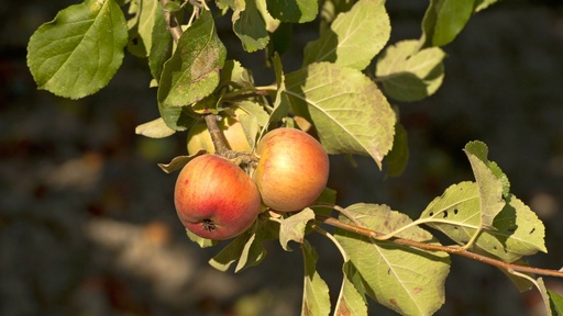 [FRUITIER] Pommier 'James Grieve' - scion