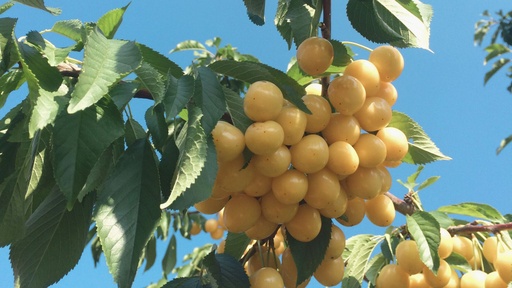 Cerisier 'Trompe Geai' - scion