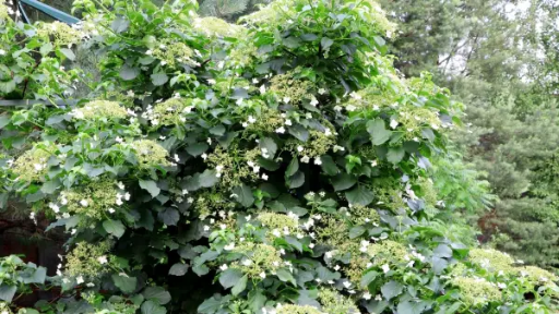 [LIANE] Hortensia grimpant - jeune plant 1 an