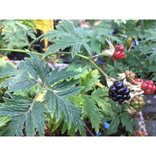 [ARBUSTE] Mûrier sans épine 'Thornless evergreen' - conteneur - jeune plant 1/2 ans