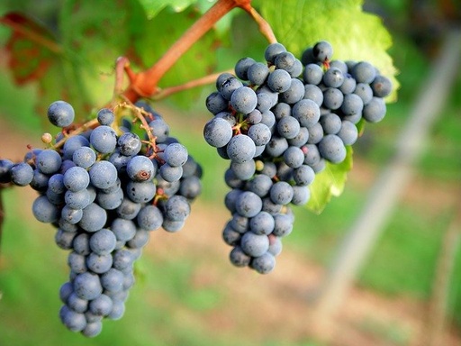 [GRIMPANTE] Vigne de table 'Rosina' - conteneur - jeune plant de 1/2 ans