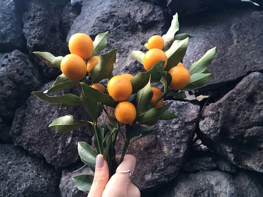 [FRUITIER] Kumquat rond meiwa - conteneur - jeune plant 1 an