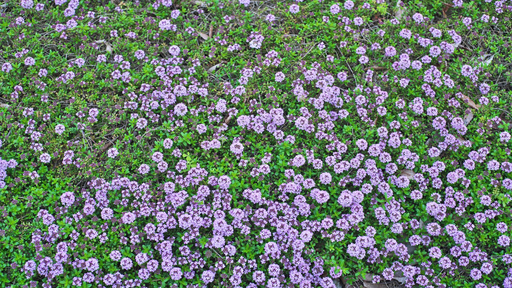 [HERBACÉES] Thym précoce d'hiver - jeune plant