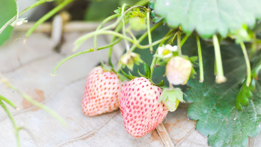 [HERBACÉES] Fraisier remontant 'Anablanca' - jeune plant 1 an 