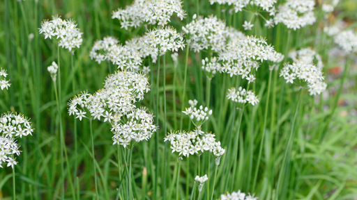 [HERBACÉES] Ciboulail - Ciboulette ail - jeune plant 1 an