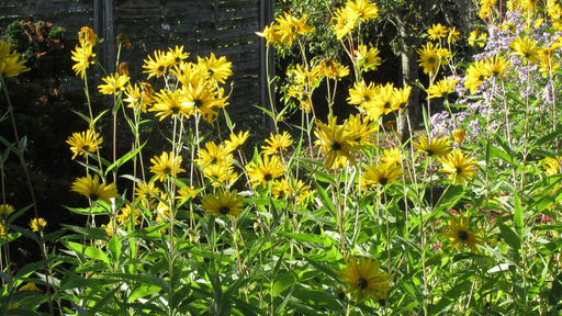 [HERBACÉES] Helianthi - Tournesol éternel - Helianthus strumosus
