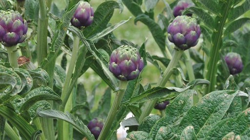 [HERBACÉES] Artichaut 'Imperial star' - jeune plant 1 an