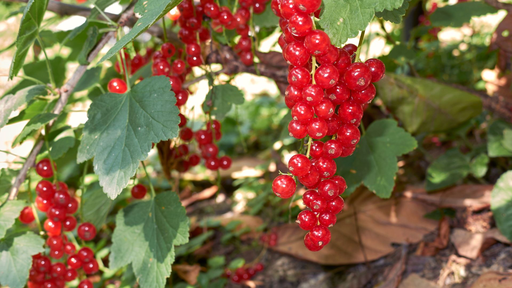 [ARBUSTES] Groseillier à grappes 'London Market' - jeune plant 1/2 ans
