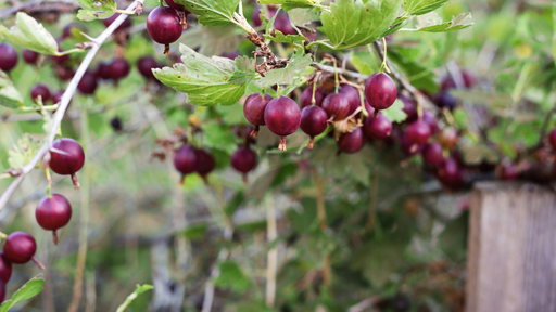 [ARBUSTES] Groseillier à maquereau 'Worcester Berry' - jeune plant 1/2 ans