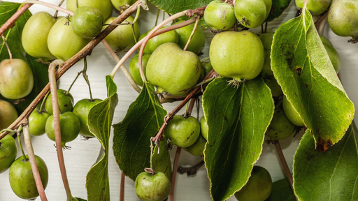 [LIANES] Kiwaï 'Jumbo' (femelle) - jeune plant 1/2 ans