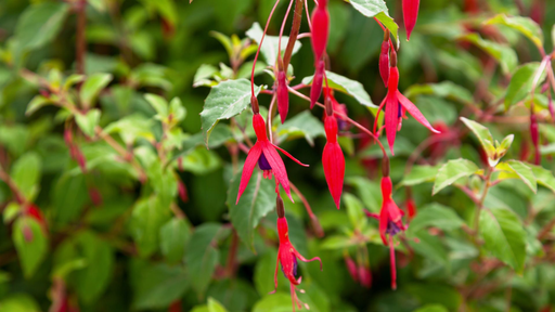 [ARBUSTES] Fuchsia arbustif - jeune plant 1/2 ans