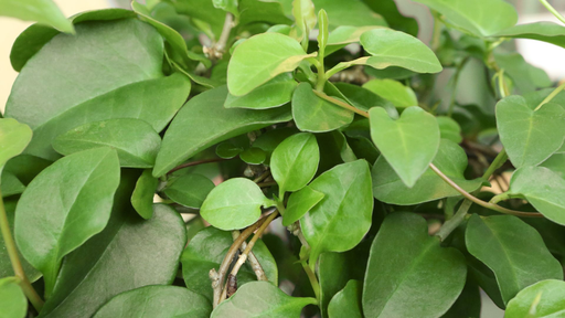 [LIANES] Salade-patate - Boussingaultia - jeune plant 1 an