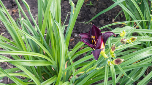 [HERBACÉES] Lys d'un jour 'American revolution' - jeune plant 1 an