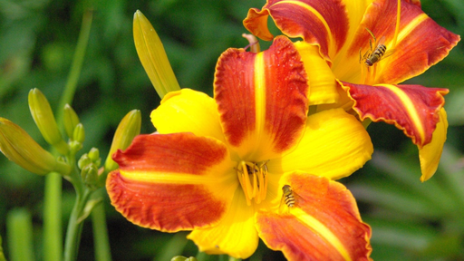 [HERBACÉES] Lys d'un jour 'Frans hals' - jeune plant 1 an