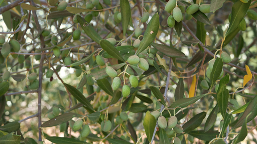 [ARBRE] Olivier rustique 'Pyramidalis' - jeune plant de 1 an