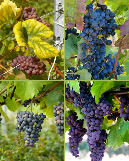 Pack PROMO de 4 vignes 