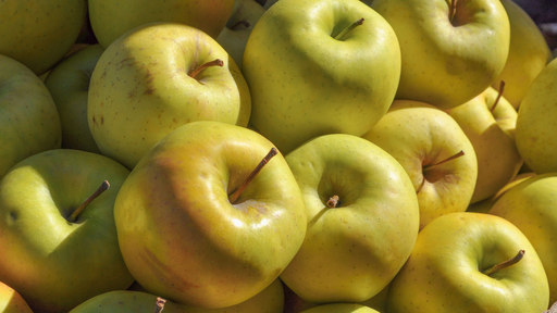 [FRUITIERS] Pommier 'Madeleine' ou précoce de juillet - scion