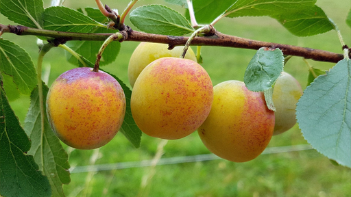 [FRUITIERS] Miraclaude - Prunier Reine Claude x Mirabelle' - scion