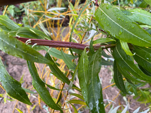 [ARBRES] Saule à tiges fasciées - jeune plant 2 ans