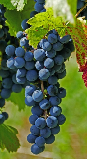 [GRIMPANTE] Vigne de variété ancienne 'Clinton' greffée - conteneur - jeune plant 1/ 2 ans