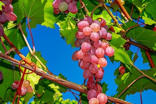 [GRIMPANTE] Vigne 'Chasselas Rosé' greffée - conteneur - jeune plant de 1 / 2 ans